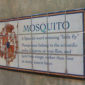 Insects of New Orleans - Wall Tiles