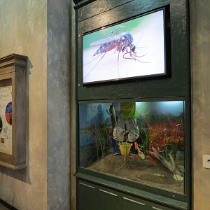 Insects of New Orleans - Yellow Fever Mosquito Exhibit
