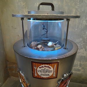 Insects of New Orleans - Blow Fly Exhibit