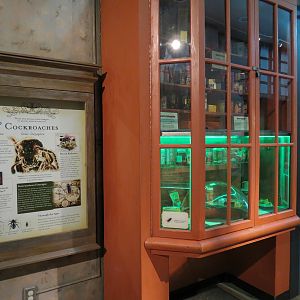 Insects of New Orleans - American Cockroach Exhibit with Popup Window