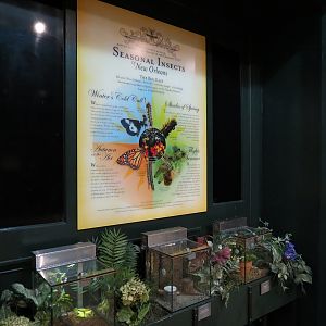 Insects of New Orleans - Seasonal Insects Exhibits