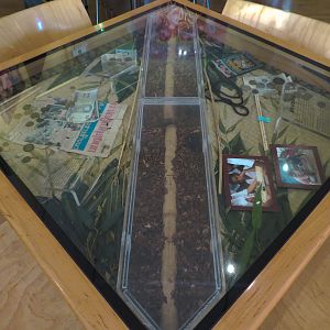 Bug Appetit - Cafe Table with Atlas Beetle Exhibit