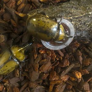 Bait Shop - Eastern Hercules Beetle and Triceratops Beetle Exhibit - Eastern Hercules Beetle