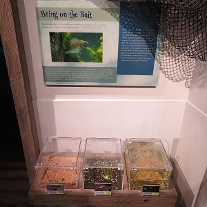 Bait Shop - Bait Exhibits
