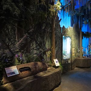 Louisiana Swamp Gallery