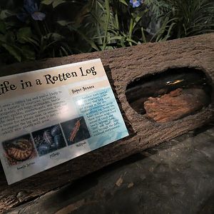 Louisiana Swamp Gallery - Rotten Log Exhibit