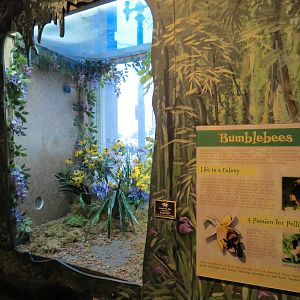 Louisiana Swamp Gallery - Bumblebee Exhibit