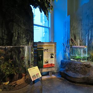 Louisiana Swamp Gallery - Lubber Grasshopper and Red Swamp Crawfish Exhibits