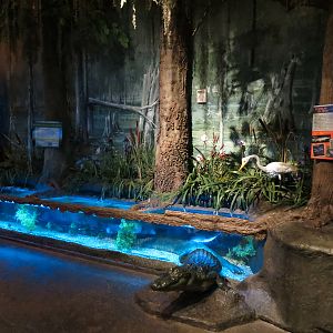 Louisiana Swamp Gallery - Fish Exhibit