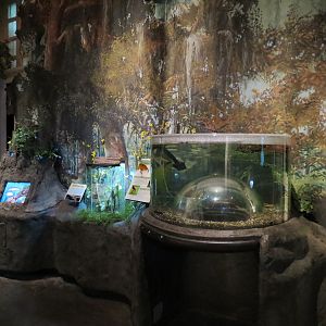 Louisiana Swamp Gallery