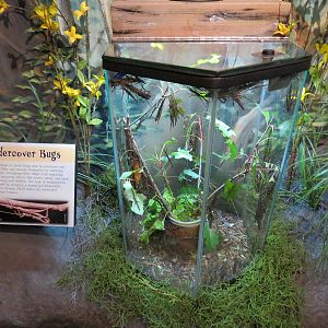 Louisiana Swamp Gallery - Two-striped Walkingstick Exhibit