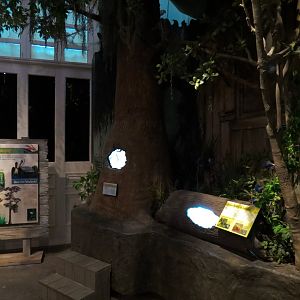 Louisiana Swamp Gallery - Brown Widow and Southern Black Widow Exhibits