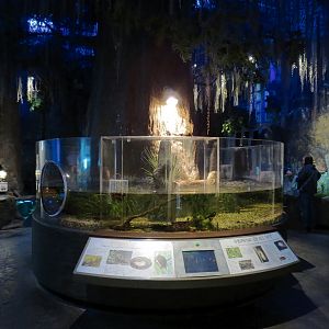 Louisiana Swamp Gallery - American Alligator Exhibit