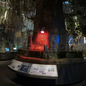 Louisiana Swamp Gallery - American Alligator Exhibit