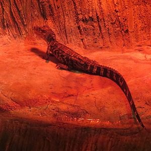 Louisiana Swamp Gallery - American Alligator Exhibit