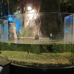 Louisiana Swamp Gallery - American Alligator Exhibit