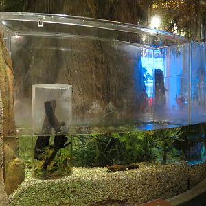 Louisiana Swamp Gallery - Fishing Spider Exhibit