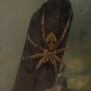 Louisiana Swamp Gallery - Fishing Spider Exhibit