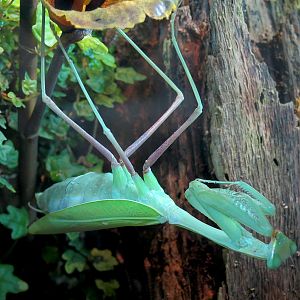 Success Stories Gallery - Giant Asian Mantis Exhibit