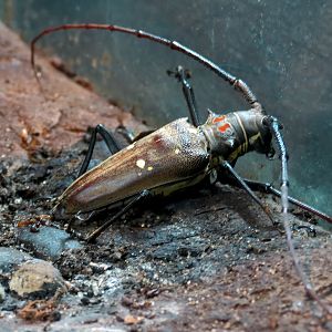 Success Stories Gallery - White-spotted Longhorn Beetle Exhibit
