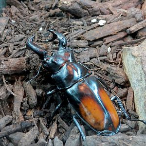Success Stories Gallery - Deerhorn Stag Beetle Exhibit