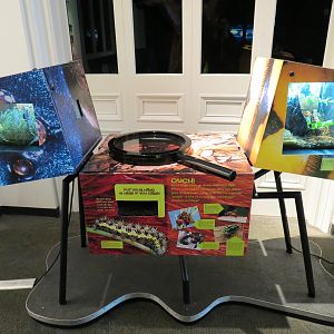 Success Stories Gallery - Pinktoe Tarantula and Empty Exhibits