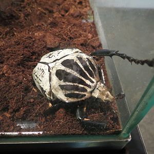 Success Stories Gallery - Goliath Beetle Exhibit