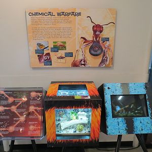 Success Stories Gallery - Darkling Beetle Exhibit