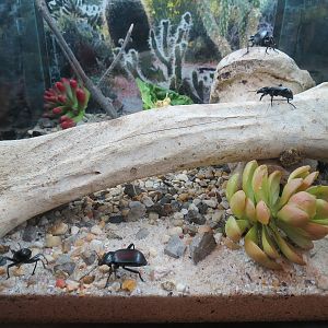 Success Stories Gallery - Darkling Beetle Exhibit