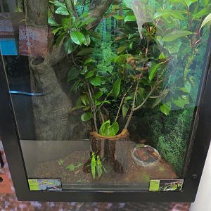Success Stories Gallery - Jungle Nymph and Spiny Devil Walking Stick Exhibit