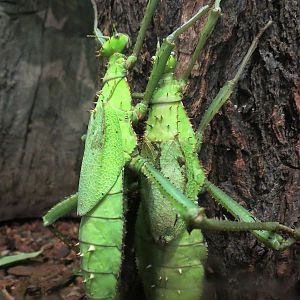 Success Stories Gallery - Jungle Nymph and Spiny Devil Walking Stick Exhibit - Jungle Nymph