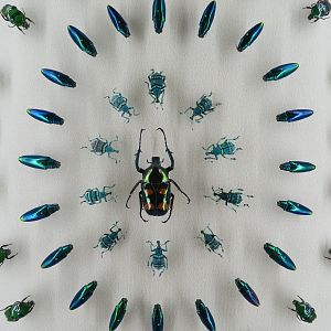 Hall of Fame Gallery