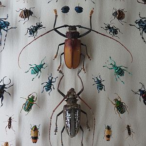 Hall of Fame Gallery