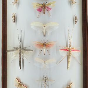 Hall of Fame Gallery