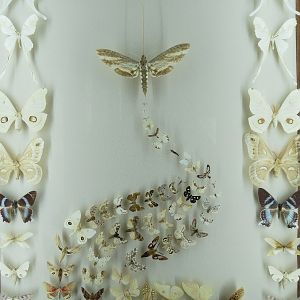 Hall of Fame Gallery