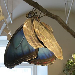 Metamorphosis - Butterfly Sculpture