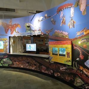 Metamorphosis - Wall Exhibits and Metamorphosis Lab