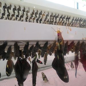 Metamorphosis - Pupae Room