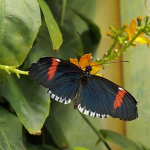 Butterflies In Flight Gallery