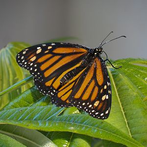 Butterflies In Flight Gallery