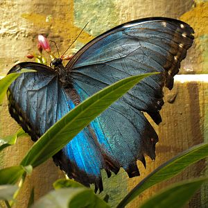 Butterflies In Flight Gallery - Blue Morpho
