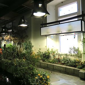 Butterflies In Flight Gallery