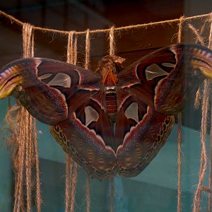 Butterflies In Flight Gallery - Atlas Moth