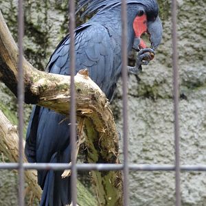 Black Palm Cockatoo