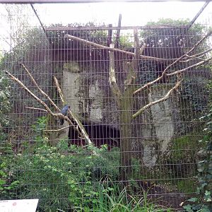 Black Palm Cockatoo Exhibit