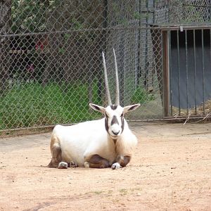 Arabian Oryx
