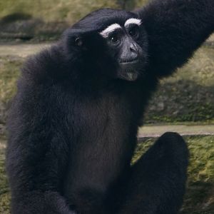 Hoolock gibbon