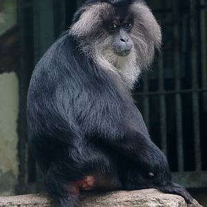 Lion-tailed macaque