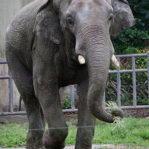 Asian elephant