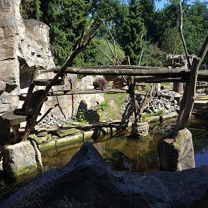 American Porcupine, American River Otter and Beaver